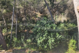 Venta - Chalet - Pinar de Campoverde